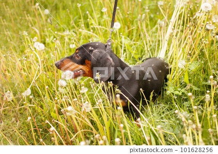 portrait of a cute dachshund dog in a field of dandelions 101628256