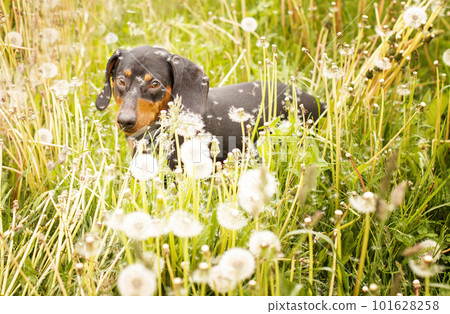 portrait of a cute dachshund dog in a field of dandelions portrait of a cute dachshund dog in a field of dandelions 101628258