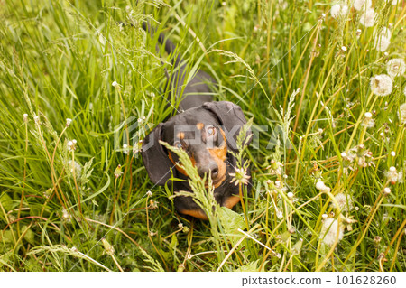 portrait of a cute dachshund dog in a field of dandelions portrait of a cute dachshund dog in a field of dandelions 101628260