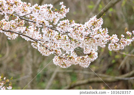 櫻花盛開 櫻花盛開 101628357
