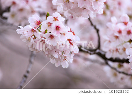Cherry tree in full bloom Cherry tree in full bloom 101628362