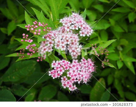 Shimotsuke's flower 101628373