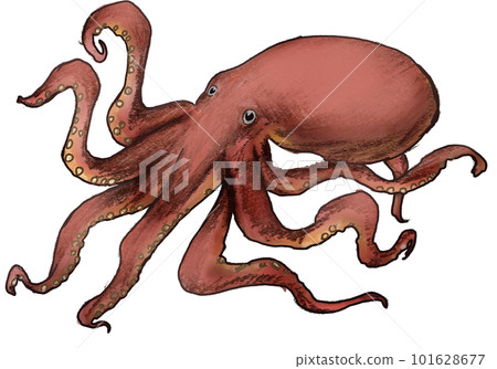 realistic octopus 101628677