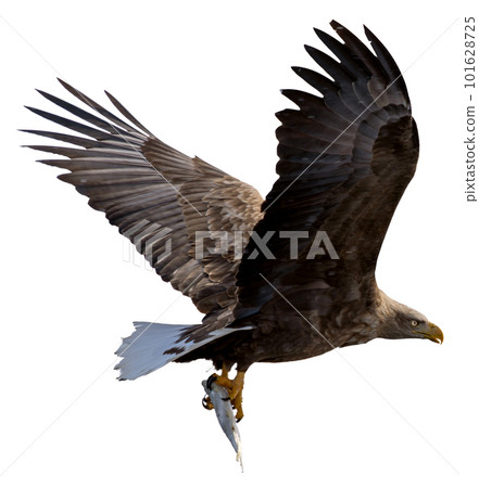A white-tailed eagle flies across the water. It holds a fish in its claws. A white-tailed eagle flies across the water. It holds a fish in its claws. 101628725