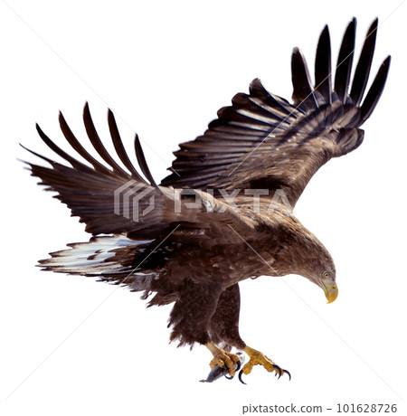 A white-tailed eagle is about to land on the snow. It holds a fish in its claws. A white-tailed eagle is about to land on the snow. It holds a fish in its claws. 101628726