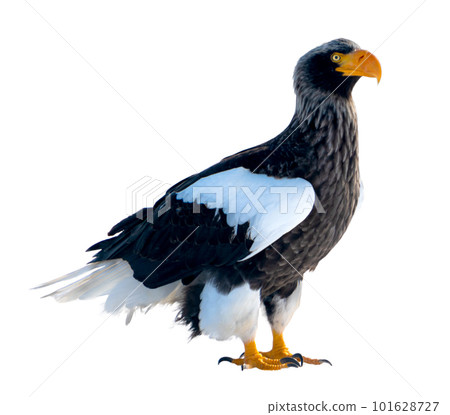 A Steller's sea eagle stands on the snow. A Steller's sea eagle stands on the snow. 101628727