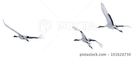 Red-crowned cranes soar into the sky. Red-crowned cranes soar into the sky. 101628730