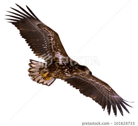 A white-tailed eagle raises its wings and soars high in the sky. A white-tailed eagle raises its wings and soars high in the sky. 101628733