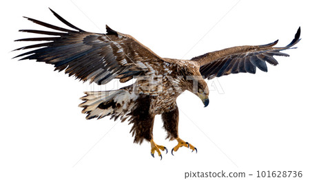 A white-tailed eagle spreads its wings and prepares to land on the snow. A white-tailed eagle spreads its wings and prepares to land on the snow. 101628736