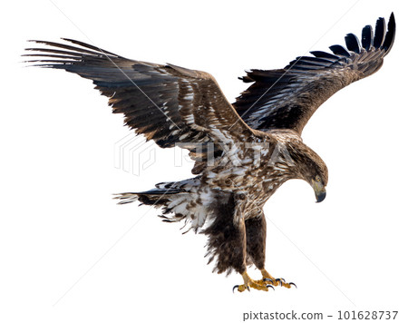 A white-tailed eagle spreads its wings and prepares to land on the snow. A white-tailed eagle spreads its wings and prepares to land on the snow. 101628737