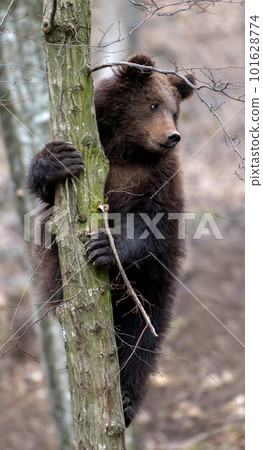 Bear cub clings to the side of the tree Bear cub clings to the side of the tree 101628774