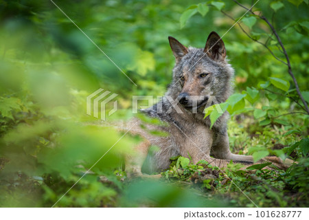 Wolf portrait in summer forest. Wildlife scene from nature 101628777