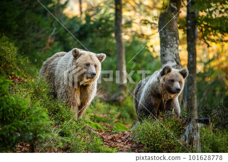 Wild Brown Bear in the summer forest. Animal in natural habitat. Wildlife scene 101628778