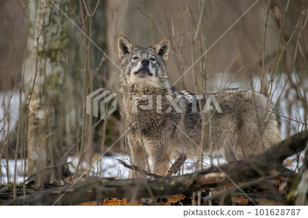 Wolf in the forest up close. Wild animal in the natural habitat Wolf in the forest up close. Wild animal in the natural habitat 101628787