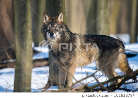 Wolf in the forest up close. Wild animal in the natural habitat Wolf in the forest up close. Wild animal in the natural habitat 101628794