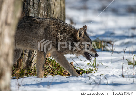 Wolf in the forest up close. Wild animal in the natural habitat Wolf in the forest up close. Wild animal in the natural habitat 101628797
