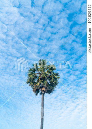 palm tree with beautiful blue sky palm tree with beautiful blue sky 101629312