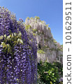  紫藤花 101629511