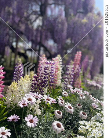 春天的花園 101629515