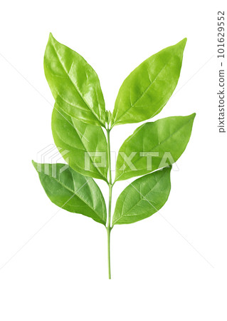 Branch of green leafs isolated on white background. Branch of green leafs isolated on white background. 101629552