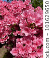 粉紅杜鵑花 101629650