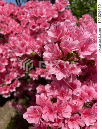 粉紅杜鵑花 101629650