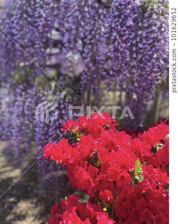 鮮豔的花朵 101629652