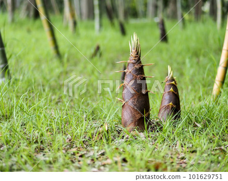 生長在竹林裡的竹筍 101629751