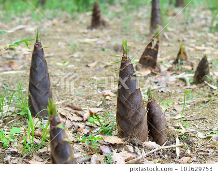 雨後竹筍生長 101629753