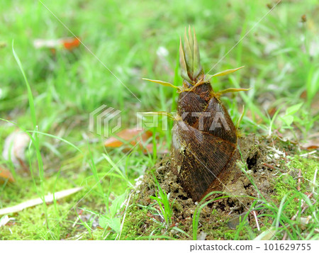 Bamboo shoots have grown Bamboo shoots have grown 101629755