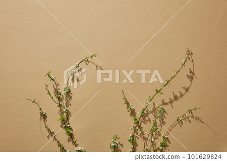 Minimalist brown background and blank space for product and text presentation with some branches. Top view 101629824