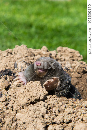 European mole (Talpa europaea) is a mammal of the order Eulipotyphla. It is also known as the common mole and the northern mole. 101630120