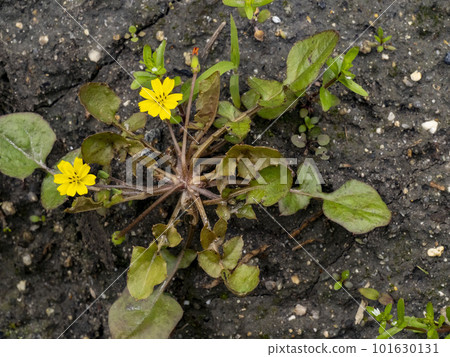 七種春季草藥之一的 Koonitabirako (Hotokenoza) 的花 101630131