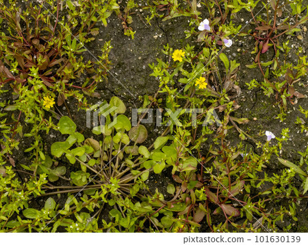 Flower of Koonitabirako (Hotokenoza), one of the seven spring herbs 101630139