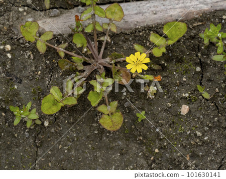 Flower of Koonitabirako (Hotokenoza), one of the seven spring herbs 101630141