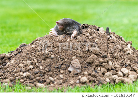 Mole animal - Talpa Europaea, causing damage as a pest in the garden with its mole hills and underground tunnels 101630147