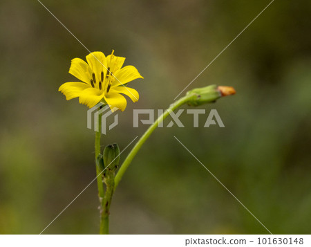 Flower of Koonitabirako (Hotokenoza), one of the seven spring herbs 101630148