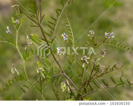 Pea flowers blooming on the roadside Pea flowers blooming on the roadside 101630150