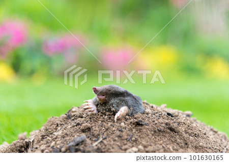 Mole, Talpa europaea, making mole hill and damaging beautiful lawn and flower garden. 101630165