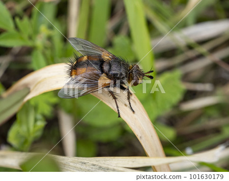 在草棲息的莎草 101630179
