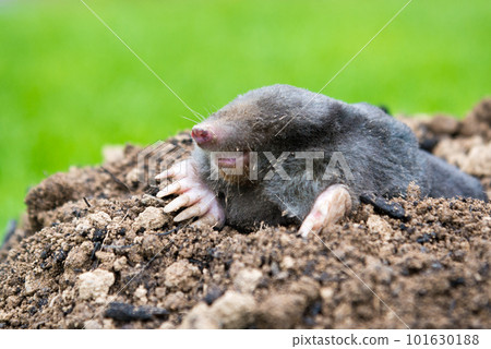 European mole crawling out of molehill above ground, showing strong front feet used for digging underground tunnels 101630188