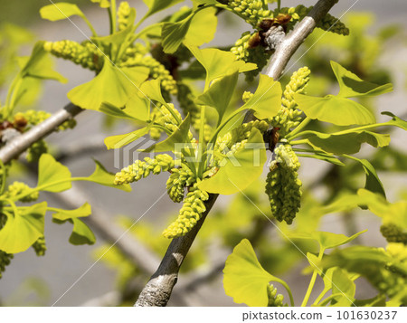 銀杏雄花 銀杏雄花 101630237