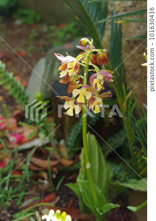 Flowers of Chiesen Flowers of Chiesen 101630416