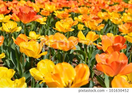 盛開的鬱金香田 101630452