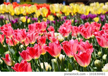 Tulip field in full bloom Tulip field in full bloom 101630481