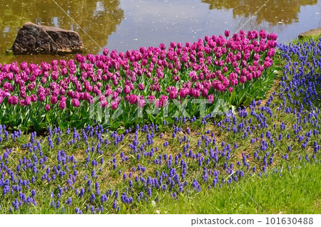 Tulip field in full bloom Tulip field in full bloom 101630488