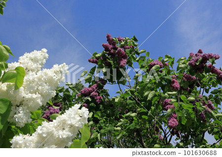 藍天和鮮花 藍天和鮮花 101630688