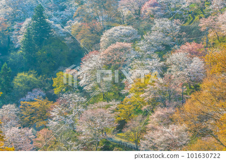 奈良吉野山下千盆 奈良吉野山下千盆 101630722