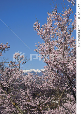 高人小彼岸櫻和中央阿爾卑斯山 高人小彼岸櫻和中央阿爾卑斯山 101630736