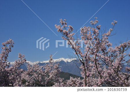 高人小彼岸櫻和中央阿爾卑斯山 高人小彼岸櫻和中央阿爾卑斯山 101630739